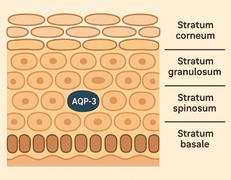 aquaporin-3 v pokožke